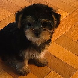 Yorkshire Terriers from Little Furry Treasures