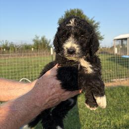 Fava bean - Yellow - Black and white female Aussiedoodle puppy in Eolia, Missouri from Barefoot Kennel