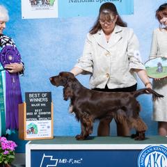 Olive - Field Spaniel