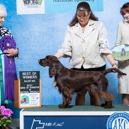 Olive - Field Spaniel