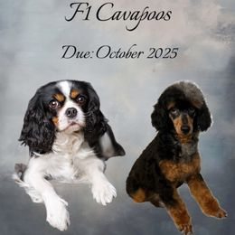 Cavapoo puppies from SunnySide Mini Doodles