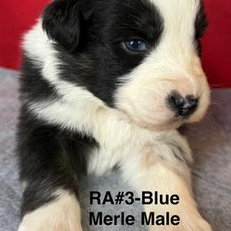 RA3 - Blue merle male Australian Shepherd puppy in Ada, Ohio from Windy Hill Aussies