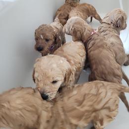 Goldendoodle Puppies from 3 Willows Goldendoodles