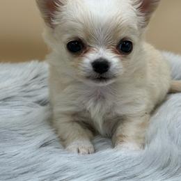 Lemon - Cream female Chihuahua puppy in Lee Center, New York from Alfheim-Andromeda Chihuahua's (A &A's)