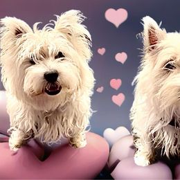 West Highland White Terrier Puppies from Westend Westies