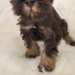 Miniature Schnauzers and Poodles from 406mt schnauzers