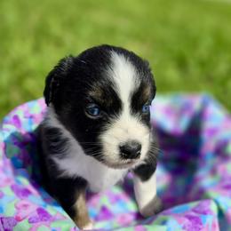 Girl 2 - Black tri female Miniature Australian Shepherd puppy in Port Saint Lucie, Florida from Charlene Brannon's Mini Australian Shepherds