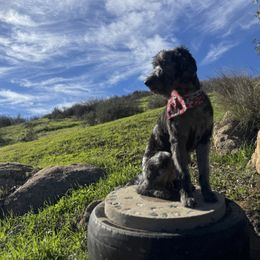 Walter - Aussiedoodle