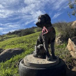 Walter - Aussiedoodle