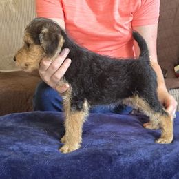 Black-red male - Black and tan male Lakeland Terrier puppy in Virginia from Goldmere Kennel