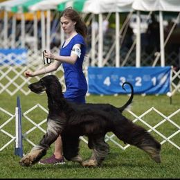 Jose - Afghan Hound