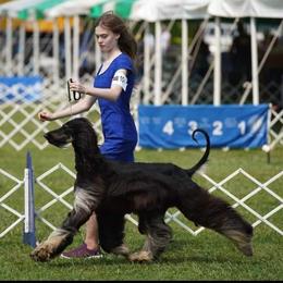Jose - Afghan Hound