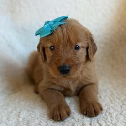 Sage - Girl - Dark golden female Golden Retriever puppy in La Verne, California from 4LoveofGoldens