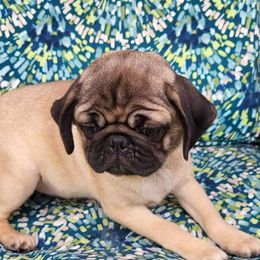 Girl 4 - Fawn Pug puppy in Heidelberg, Mississippi from Pugs of Blackfoot
