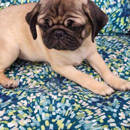 Girl 4 - Fawn Pug puppy in Heidelberg, Mississippi from Pugs of Blackfoot