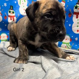 Girl 3 - Great Dane puppy from Bull West Kennels