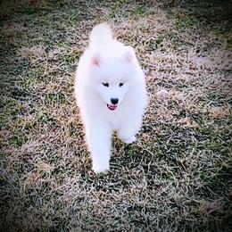 Apollo - White male Samoyed puppy in Durant, Oklahoma from OrangeLine Samoyeds