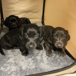 Dachshund Puppies from Doxie Gang