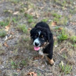 Light purple girl - Black tri-color female Australian Shepherd puppy in Hartville, Missouri from Stamper K9’s