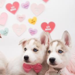 Siberian Husky Puppies from HuskiesWithFinesse