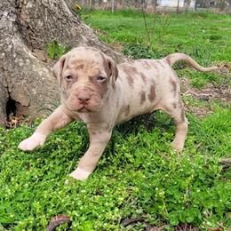 Boy 4 - Red merle male Catahoula Leopard Dog puppy in Gadsden, Alabama from Rich Cat’s