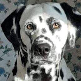 Butch  or Butchie - Dalmatian