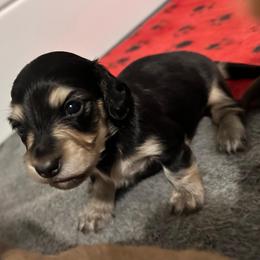 Gala - Black and cream female Dachshund puppy in Woodville, Wisconsin from Dairyland Dachshunds