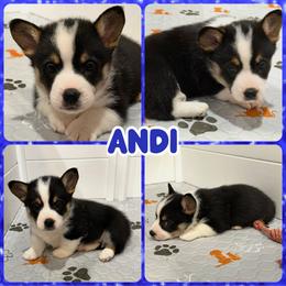Andi - Black and white male American Corgi puppy in Fort Worth, Texas from King of Hearts Corgis