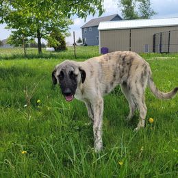 Zephyr - Anatolian Shepherd Dog