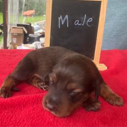 Tito - Red male Dachshund puppy in Sharon Springs, New York from Show Us The Way Homestead
