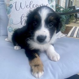 Prince - Black tri-color male Australian Shepherd puppy in Spanish Fort, Alabama from Southern Luck Aussies