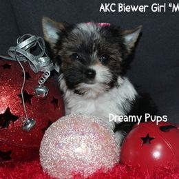 AKC Biewer Girl Mento  3100 - Black tan and white female Biewer Terrier puppy in Kennesaw, Georgia from Dreamy Pups