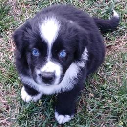 Eeyore - Blue - Boy - Black tri-color male Australian Shepherd puppy in Charlotte, North Carolina from Tranquility Trail Aussies