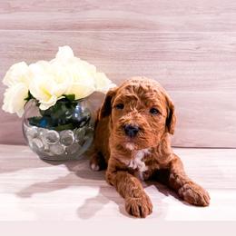 Mango - Red  male Goldendoodle puppy in Kissimmee, Florida from Poodle Doodle Kennels