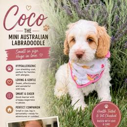 Coco - Caramel cream female Australian Labradoodle puppy in Millville, California from Hope Lane Kennels