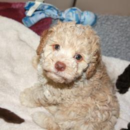 Lagotto Romagnolo Puppies from Montagna del Mare Lagotto Romagnolo