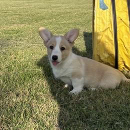 Lee - Red and white male Cardigan Welsh Corgi puppy in Princeton, Texas from Fable Cardigan Welsh Corgis