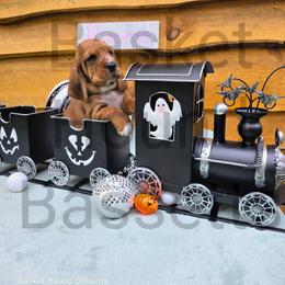 Princess - Brown and white female Basset Hound puppy in Big Rapids, Michigan from Basket Hound Bassets
