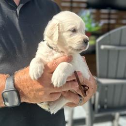 Ms. Green - Light golden female Golden Retriever puppy in Crestview, Florida from Pushin’ Sand Goldens