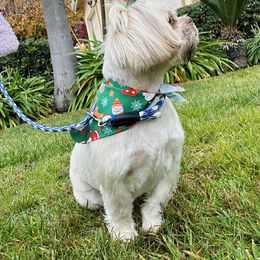 Poppy - Shih Tzu