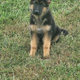 German Shepherd Puppies from Ewig Krieger Kennels