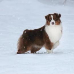 Arson - Australian Shepherd