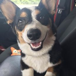 Dachshunds and Pembroke Welsh Corgis from Rockstar.Weiners