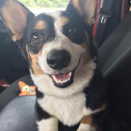 Dachshunds and Pembroke Welsh Corgis from Rockstar.Weiners