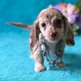 Trey - Dapple male Dachshund puppy in Lincoln, Arkansas from Red Dirt Dachshunds