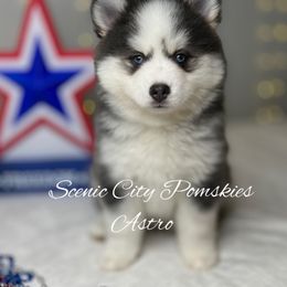 Astro - Blue male Pomsky puppy in Rossville, Georgia from Scenic City Pomskies