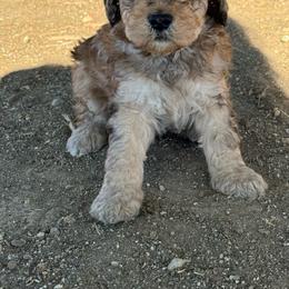Dutton - Tri-color male Bernedoodle puppy in Longmont, Colorado from Colorado Miniature Bernedoodle Puppies