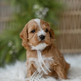 Noelle - Apricot female Goldendoodle puppy in Pasco, Washington from Sunset Grove
