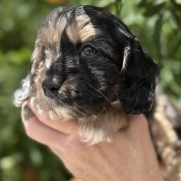 Bernedoodle, Cavapoo, and Goldendoodle Puppies from Adored Poodle & Doodles