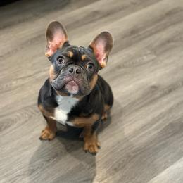 Luna - Tricolors female French Bulldog puppy in Washington from Pawcific Coast Bullies